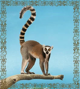 soins corp madagascar