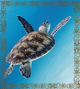 soins corps océanie